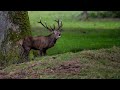 Red Deer Rut 2020 - Hirschbrunft 2020