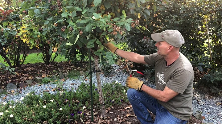 Getting Rose Bushes Ready For Winter