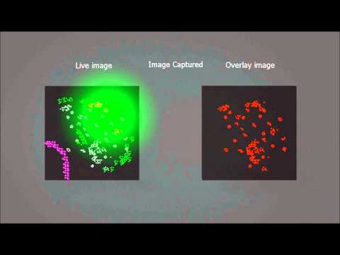 PALM microscopy (photo-activated light microscopy)