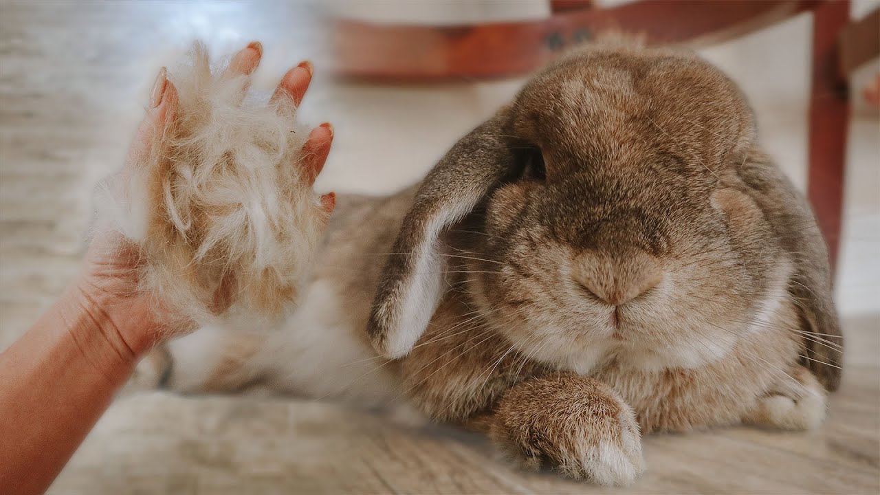 SHEDDING SEASON How To Survive A Rabbit Molt YouTube