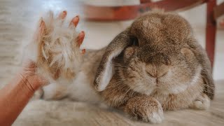 SHEDDING SEASON: How To Survive a Rabbit Molt by Sincerely, Cinnabun 13,457 views 7 months ago 7 minutes, 35 seconds