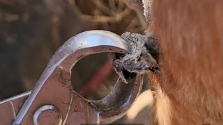 MULTIPLE horse ergot & chestnut removal  equine skin care collection #skin #horse #farrier #trimmer