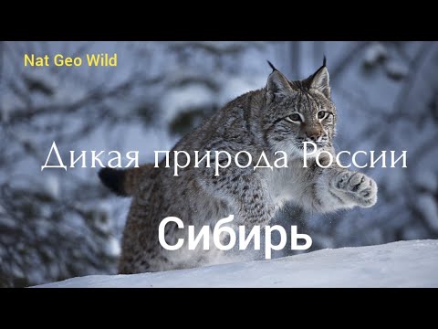 Nat Geo Wild. Дикая природа России. Сибирь.