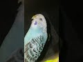 My Love Bird