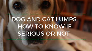 Can dog fatty lumps go away?