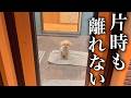 サウナ中まで飼い主の様子を見にくる愛犬が可愛すぎた