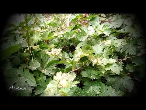 معشوقة الريان غناء الفنان مفيد طحطح