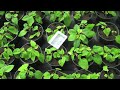 Control Western Flower Thrips with Beneficial Nematodes