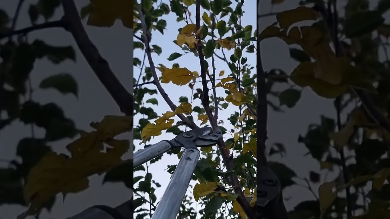 Rezidba ne izduživati stablo 