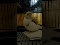 Cute Adorable Cockatiel Getting Sleepy !  #birds #singing #cockatiel #cute #animals #sleepy #shiro