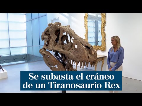 Se subasta el cráneo real de un Tiranosaurio Rex llamado Maximus