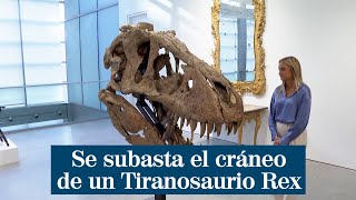 Se subasta el cráneo real de un Tiranosaurio Rex llamado Maximus