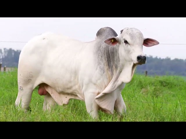 Lote 44   Leilão Trio Bonsucesso   Etapa Touros