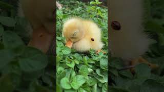 Goodnight tiny ducky 🐥 #ducks #shorts #babyanimals #ducklings