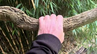 Making changes in the garden - clumping bamboo and dead tree ferns!