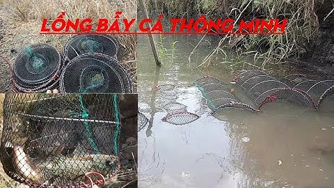 Mua lồng bẫy cá thông minh trên mạng đặt thử và kết quả là đây