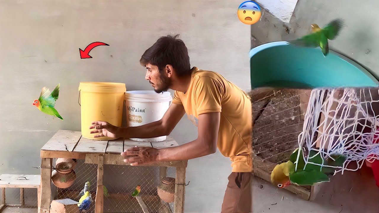 Love Bird Urh Gya😯|| Hammad Pet House