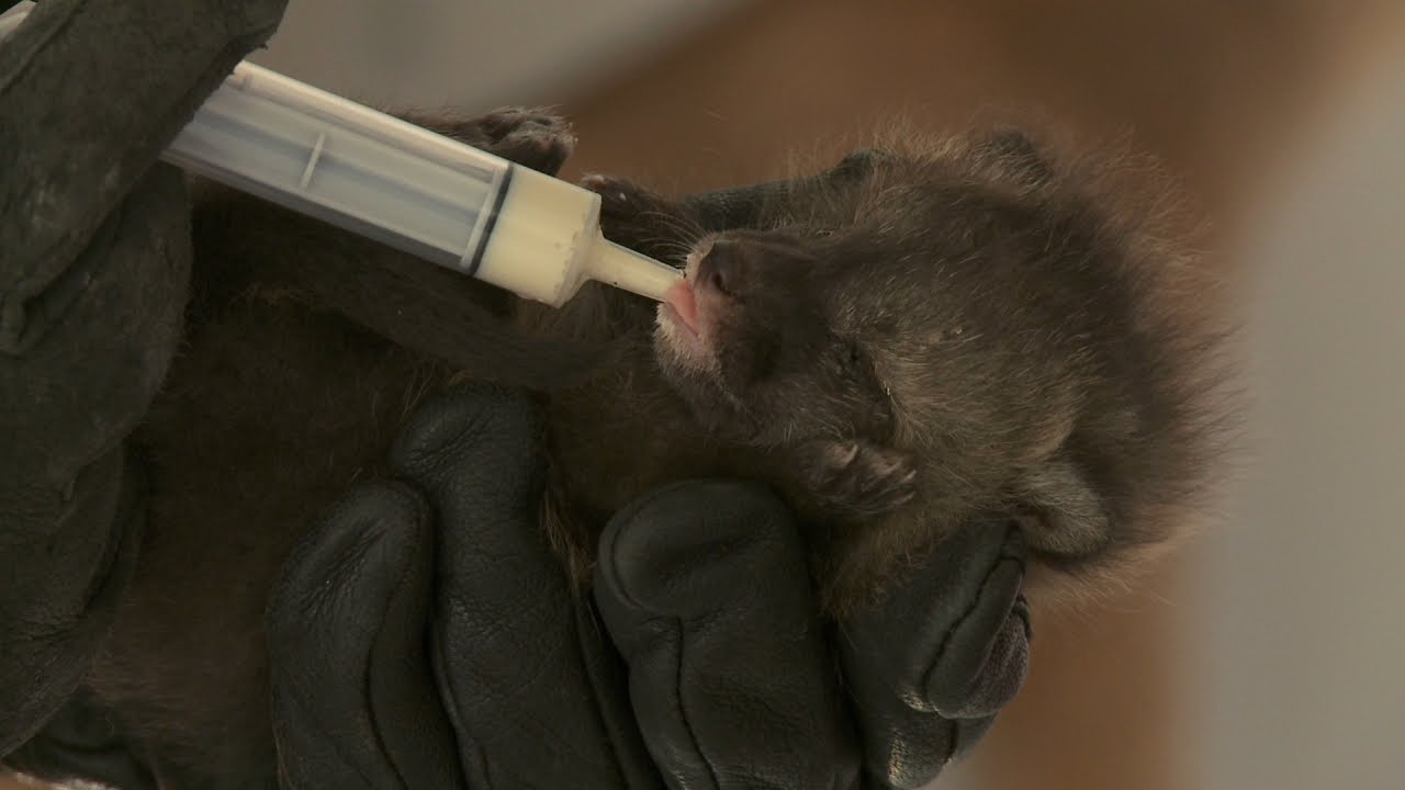 clips for crocs To Revive a Baby Gray Fox, Just Apply Heat