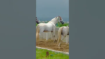 ماشاءاللہ بہت خوب صورت گھوڑے Reels Vira Youtrts Shortvideo Status Tushort تلاوات مفتی سعید 