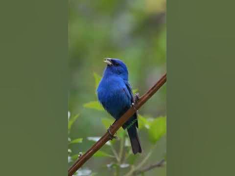 Индиговый овсянковый кардинал #птицы #bird #birds #stavropol # ...