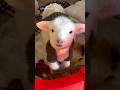 Baby Animal Sounds 😍🥰😇 #cuteanimals #funnyanimals #viral #animallover #farmlife #goat #sheep #lamb