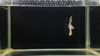 Cellophane Betta Ju57 Fancy Light Yellow Half Moon