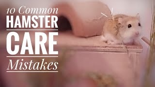 10 Common Hamster Care Mistakes