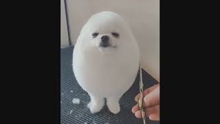 pixie & brutus memes compilation