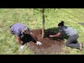 Of Trees Landscaping Around Pictures
