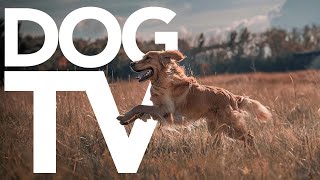 DOG TV  20 Hour Dog Entertainment Video | Virtual Walking Petflix