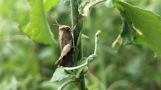 The Grasshopper @selyan1980