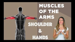 Muscles of the Arms, Shoulders &amp; Hands