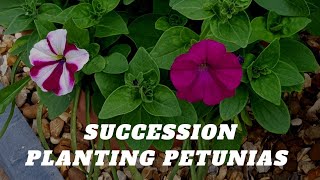 Succession planting petunia seedlings in a pot having muscaris~  Interplanting annuals with bulbs