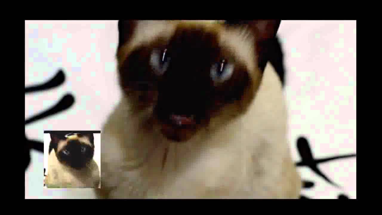 Game Of Thrones Cat Version YouTube
