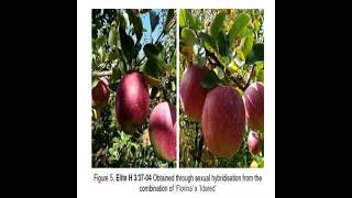 Momento Malum Today Episode 216 Romanian Apple Breeding