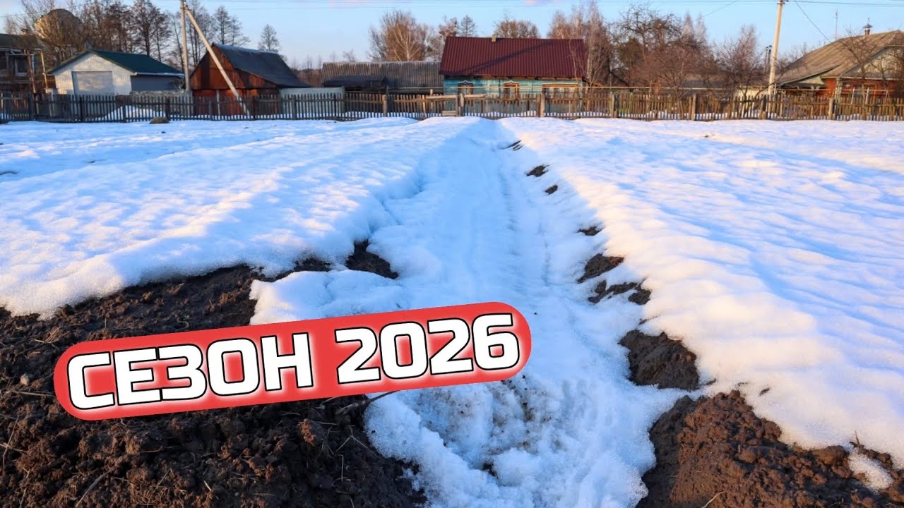 Вперше з осені на плантації Часнику.Тане сніг,яке Добриво дати?