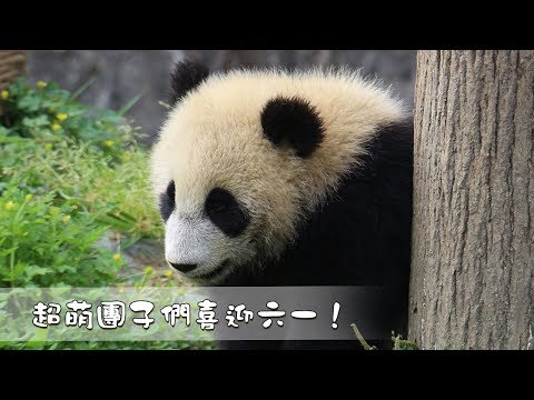 《超萌滾滾秀》第一百零五期 超萌團子們喜迎六一！ | iPanda熊貓頻道