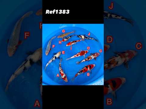 Hosokai mix Ref1383