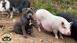 New Pigs Arrive... Chaos Ensues | The Asher House