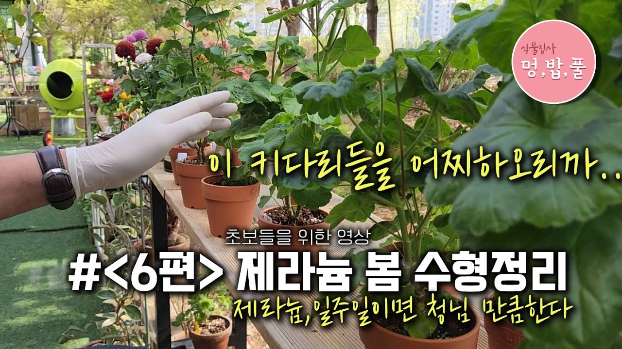 제라늄 수형정리,제라늄1주일이면 청님만큼 한다[6편] #제품구입은 더보기에 있어요
