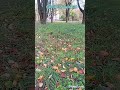 1445 "умные глупцы"