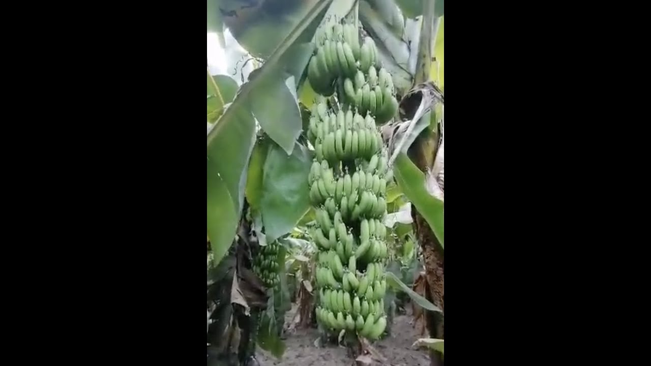 احد مزارعينا يوضح النجاح و النتائج المذهلة في اشجار الموز🍌 باستخدام الاسمدة الحيويه النوفا بلس 🌱