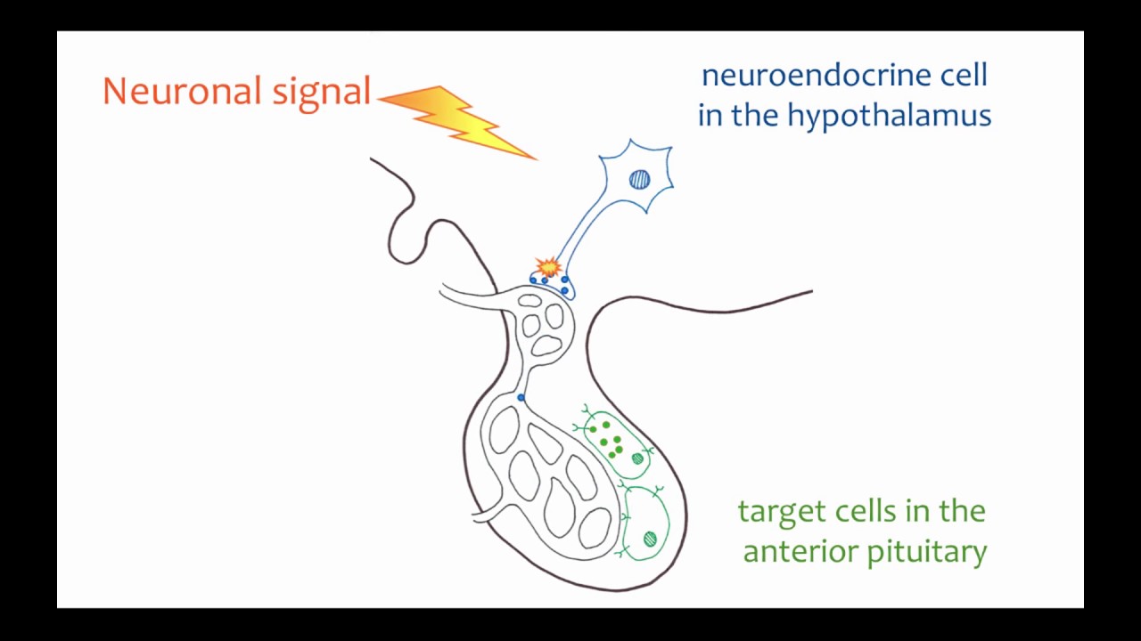 Homeostasis Integrating External Environment with Internal Conditions