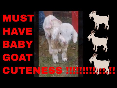 baby-goats-playing-and-jumping-funny!