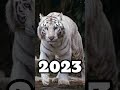 2023 white tiger and 5000 bce white tigertigerviralshorts