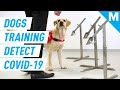 These Dogs Can Detect Coronavirus By Smell | Mashable