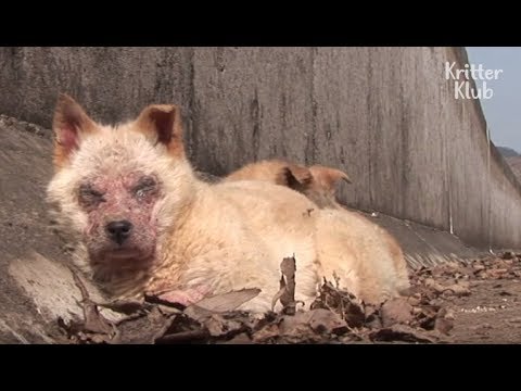 Puppies Left To Die In A Waterway Due To Their Skin Disease | Kritter Klub
