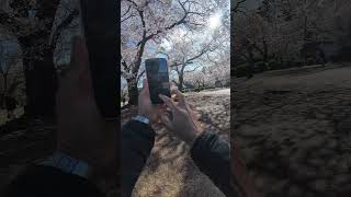 Chery blosoom in Japan #shorts