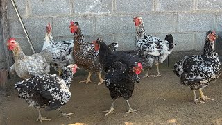 As galinhas GSB estão lindas!
