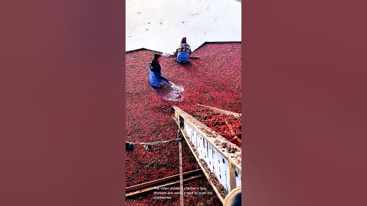 Cranberry harvest season - raking cranberries into the conveyor belt Cranberry harvest season - raking cranberries into the conveyor belt